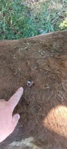 Yayla Kavgasında Silahlı Çatışma: 1 Kişi Yaralandı