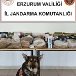 Erzurum’da bitkin halde bulunan kurt yavrusu koruma altına alındı