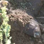 Elif’in Öldürülmesini Azmettiren Ağabeye Ağır Ceza