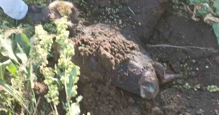 Yayla Kavgasında Silahlı Çatışma: 1 Kişi Yaralandı