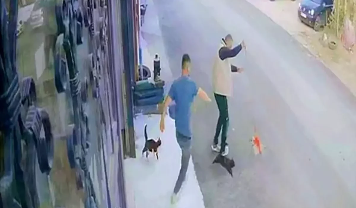 Erzurum’da Kedilerden Sürpriz Saldırı: Köpek Gezdiren Vatandaşa İlginç Anlar Yaşattılar