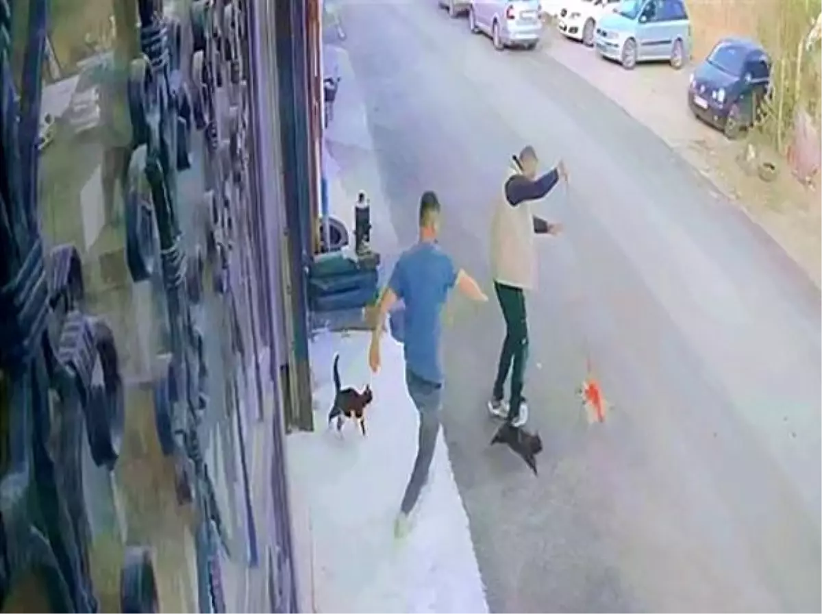 Erzurum’da Kedilerden Sürpriz Saldırı: Köpek Gezdiren Vatandaşa İlginç Anlar Yaşattılar