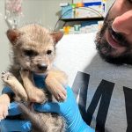Dedektör köpeği “Zahir”in desteğiyle kaçak tütün ve mamülleri yakalandı